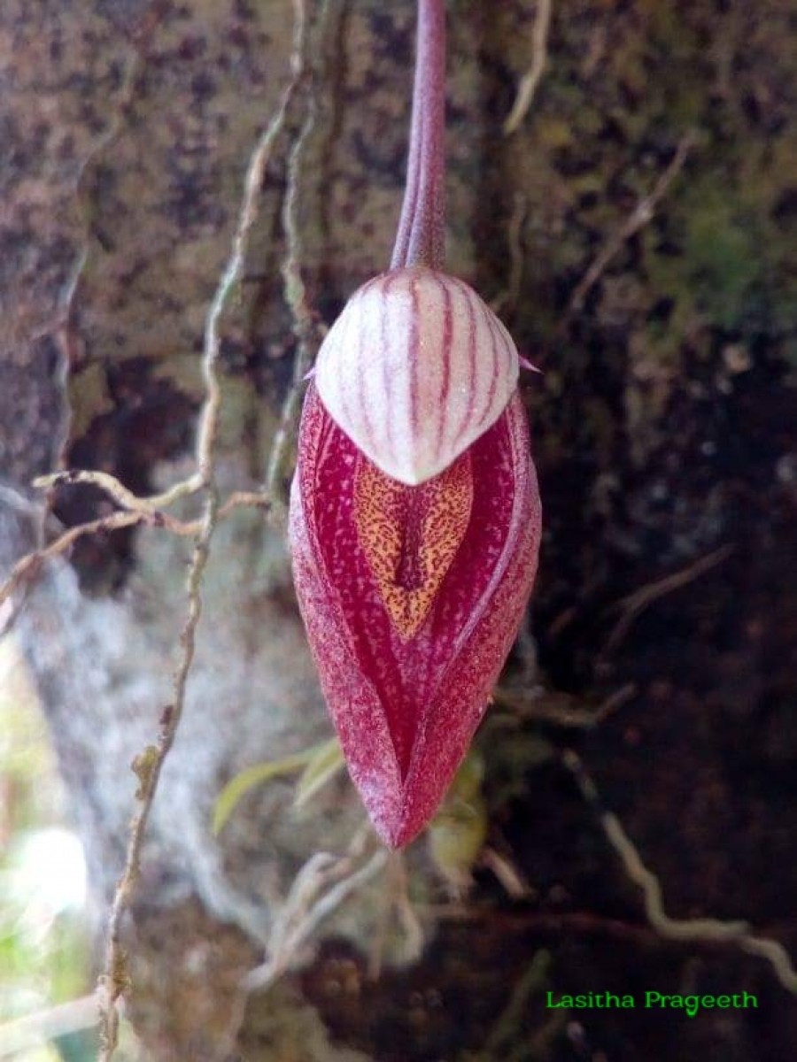 Bulbophyllum elegans Gardner ex Thwaites